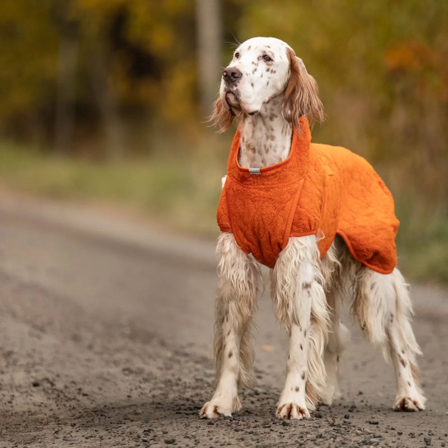 Dog Coats