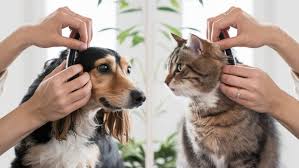 Pet Grooming Supplies