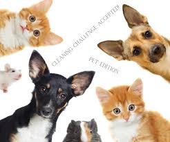 Pet Hygiene & Cleaning